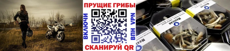 Галлюциногенные грибы Psilocybe  даркнет сайт  Обь 